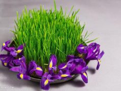 Novogodišnje zelenilo “sabze”